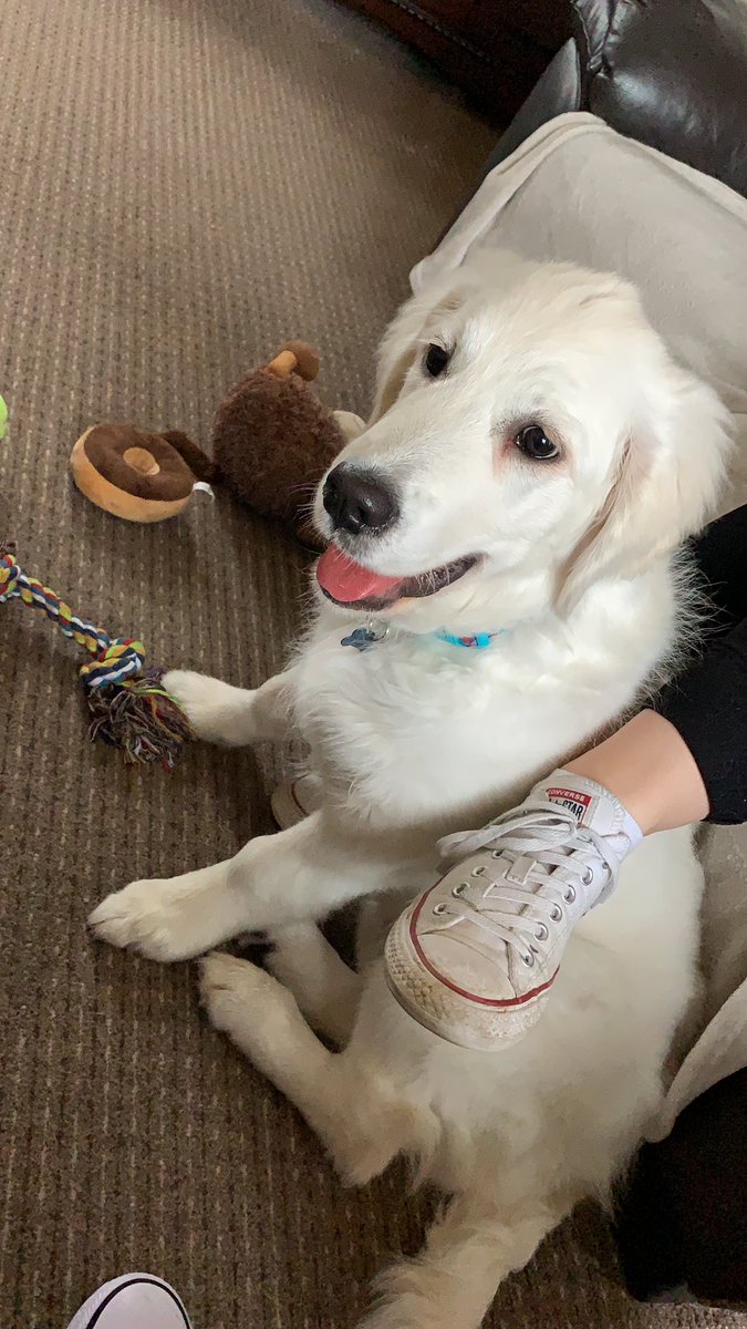 SecretLifeOfBa1's tweet photo. Visiting nanny today! #nanny #visiting #grandparents #goldenretrievers #StormCaira #caira #puppy #staysafe #puppysoftwitter #puppys https://t.co/VobcTG95O6