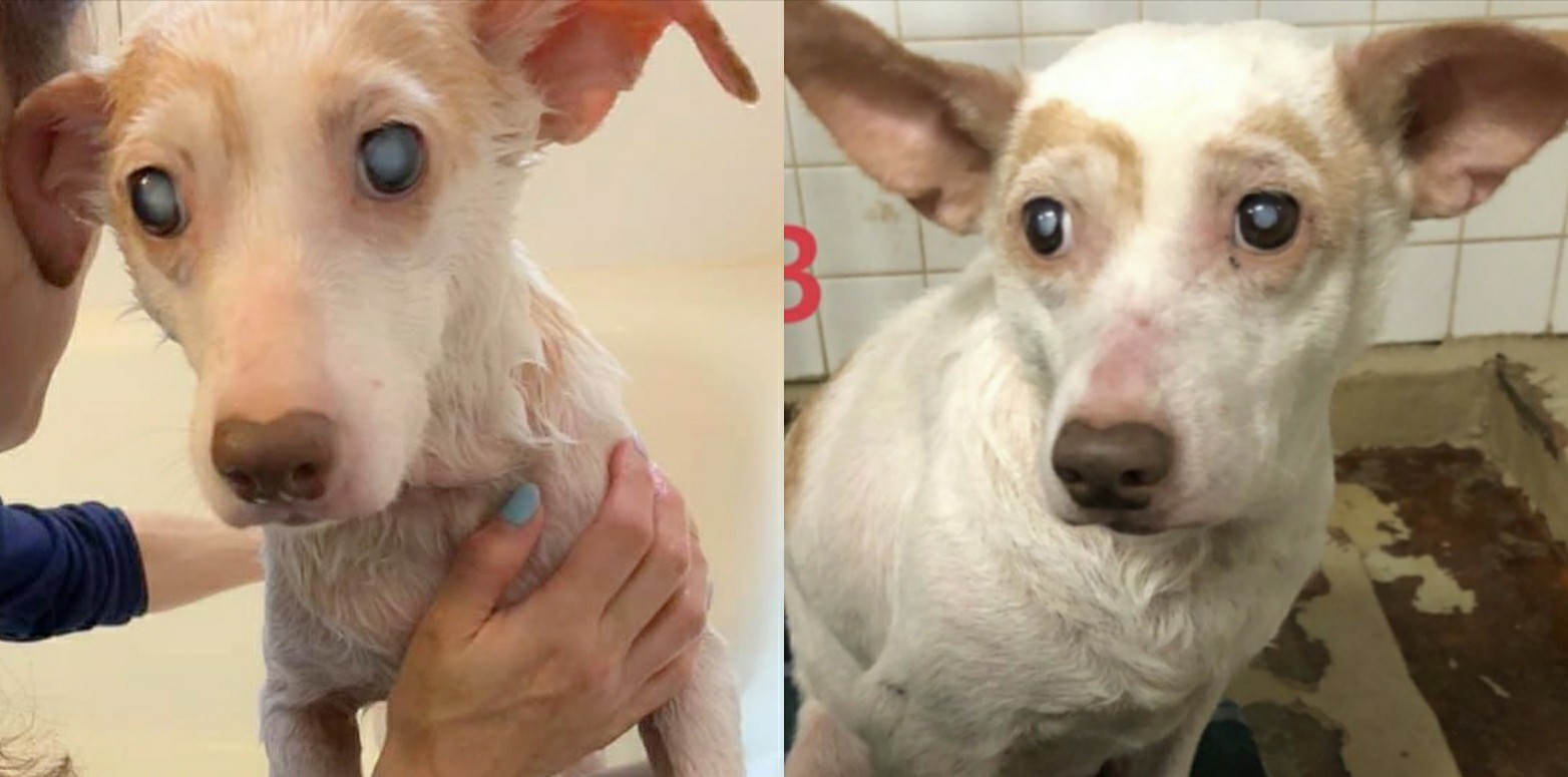 山路 徹 Toru Yamaji そしてこちらはプルプルちゃん 磨けば光る W よーくみると お鼻がハートなのね プルプル おーあみ避難所 保護犬 殺処分ゼロ T Co Tkn8q2ryqt Twitter