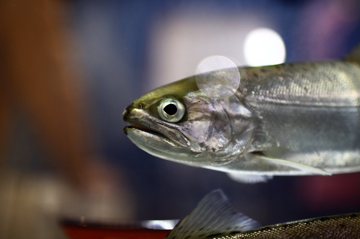 森田菜月 Twitter Search