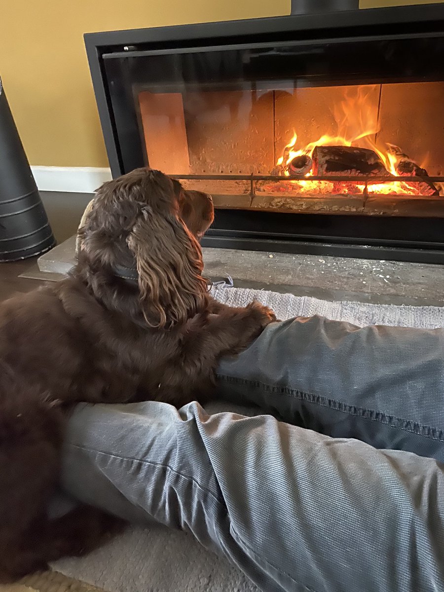 Happy dog