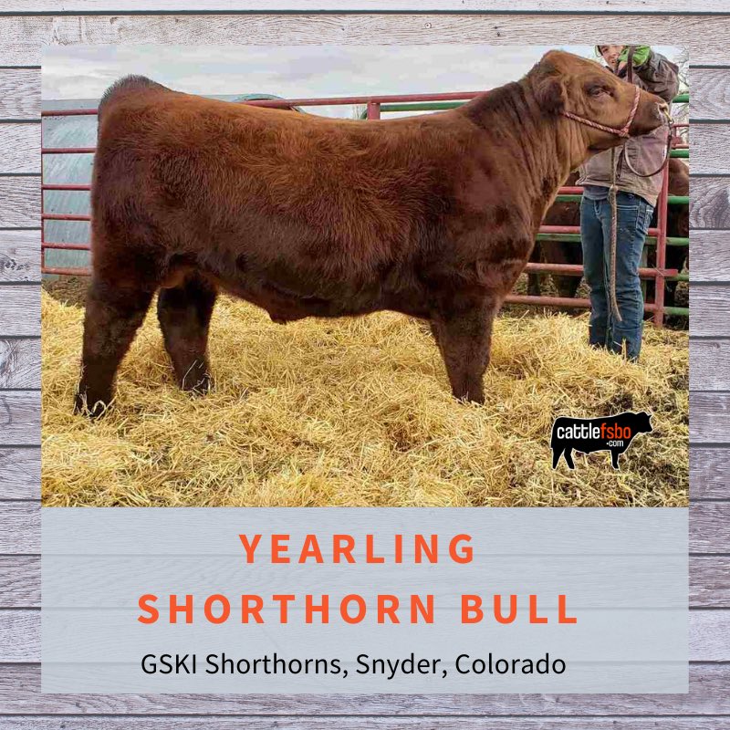 Yearling Shorthorn bull for sale. GSKI Shorthorns, Snyder, Colorado —> Visit cattlefsbo.com for details. #Cattle #CattleForSale #CattleFSBO #ShorthornBull