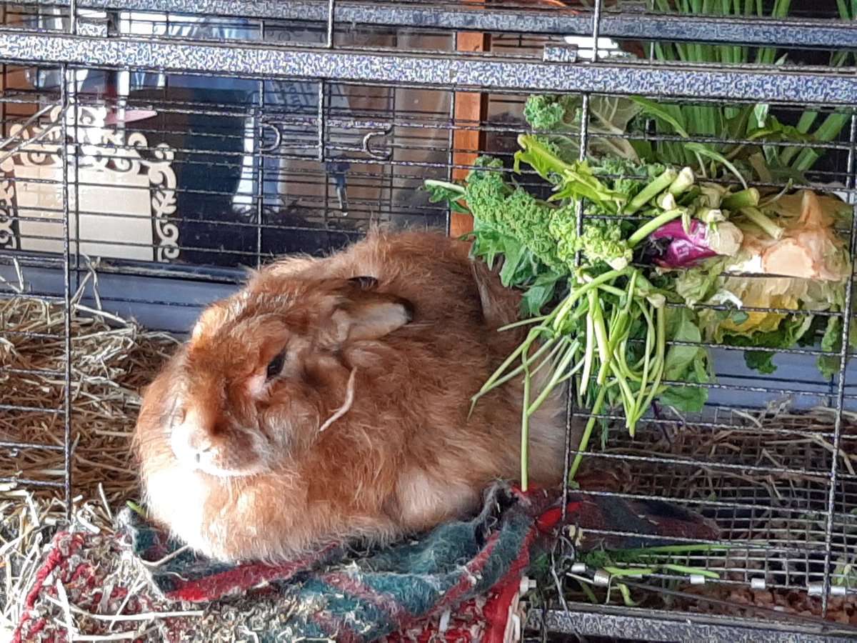 eligerzon's tweet photo. At that house there was an adorable majestic rabbit -angora I think. Please post to #AccidentalRenaissance on Reddit #Animals4Bernie https://t.co/xwi5X5No5G