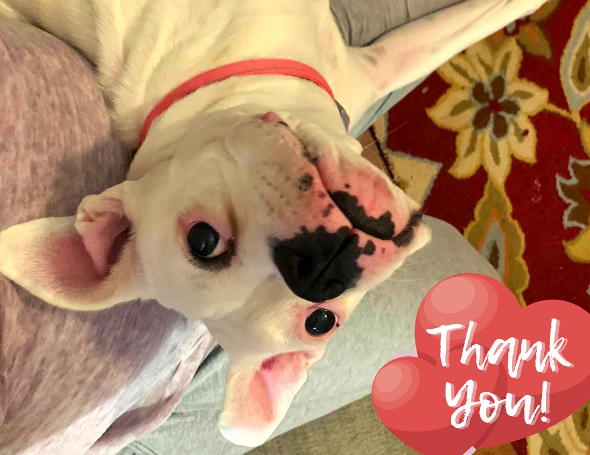 CowtownBoxerRes's tweet photo. Bella would love to extend a HUGE THANK YOU to everyone that supported our $5 Friday Challenge! We raised $1,862!!! Thank you all so so much! Enjoy your Sunday! 

#wesavelives #ittakesavillage #oursupportersrock https://t.co/R6aiXZIkEF
