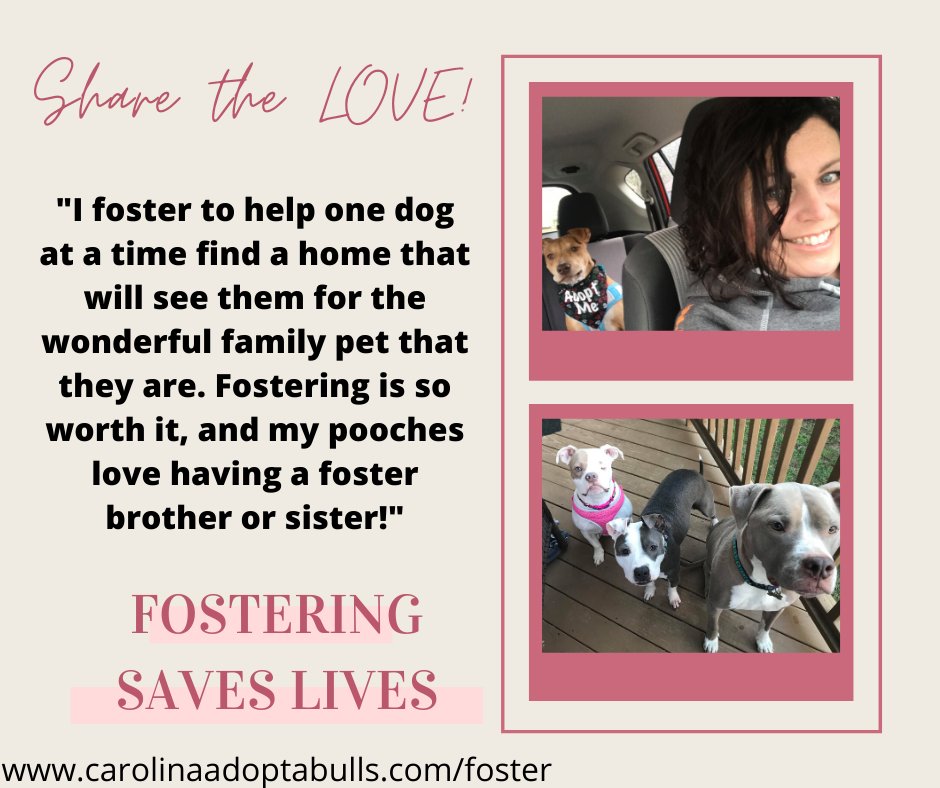 CAB_Rescue's tweet photo. https://t.co/0ZKEDvCbWx
#fosteringsaveslives #adoptdontshop #pitbulllove  #durham #raleigh #chapelhill https://t.co/lV7FLzWKcg