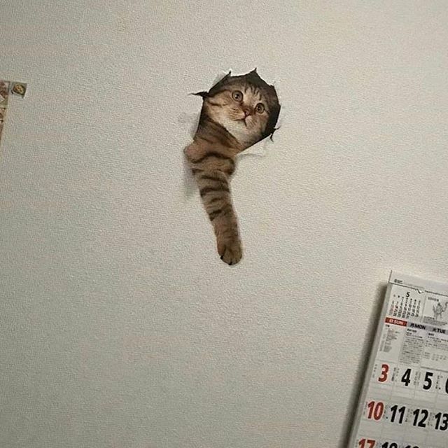 AiP_official_'s tweet photo. What kind of predicament is this?
.
.
.
.
#animalsinpredicaments #catto #caturday #lolcats #catmeme #catmemes #funnycats #chonk #fatcat #chonkycat #cursedmemes #fff #funnyanimals #animalsofinstagram DM for credit ✔️ https://t.co/zWs2dxxrRz https://t.co/iYnsIv8ToK