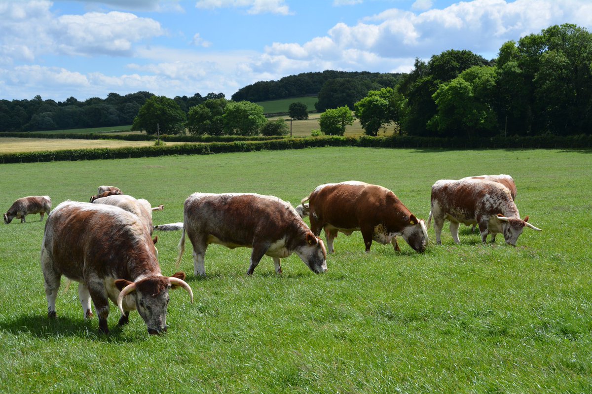 JoeWStanley's tweet photo. #FarmingFact 1:
🔎 Total 🇬🇧 GHG emissions = 460 million tonnes CO2e (2017)
🔎 Total agricultural emissions = 45.6mt CO2e (9.9%)
🔎 🐄 & 🐑 emissions = 26.2mt CO2e (5.7%)
🔎 Pasture 🌱 sequestered & offset 9.2mt CO2e
✅ So total 🇬🇧 livestock emissions = 17mt CO2e (3.7%) https://t.co/6C9xganFYQ