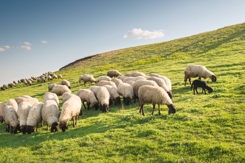 JoeWStanley's tweet photo. #FarmingFact 1:
🔎 Total 🇬🇧 GHG emissions = 460 million tonnes CO2e (2017)
🔎 Total agricultural emissions = 45.6mt CO2e (9.9%)
🔎 🐄 & 🐑 emissions = 26.2mt CO2e (5.7%)
🔎 Pasture 🌱 sequestered & offset 9.2mt CO2e
✅ So total 🇬🇧 livestock emissions = 17mt CO2e (3.7%) https://t.co/6C9xganFYQ