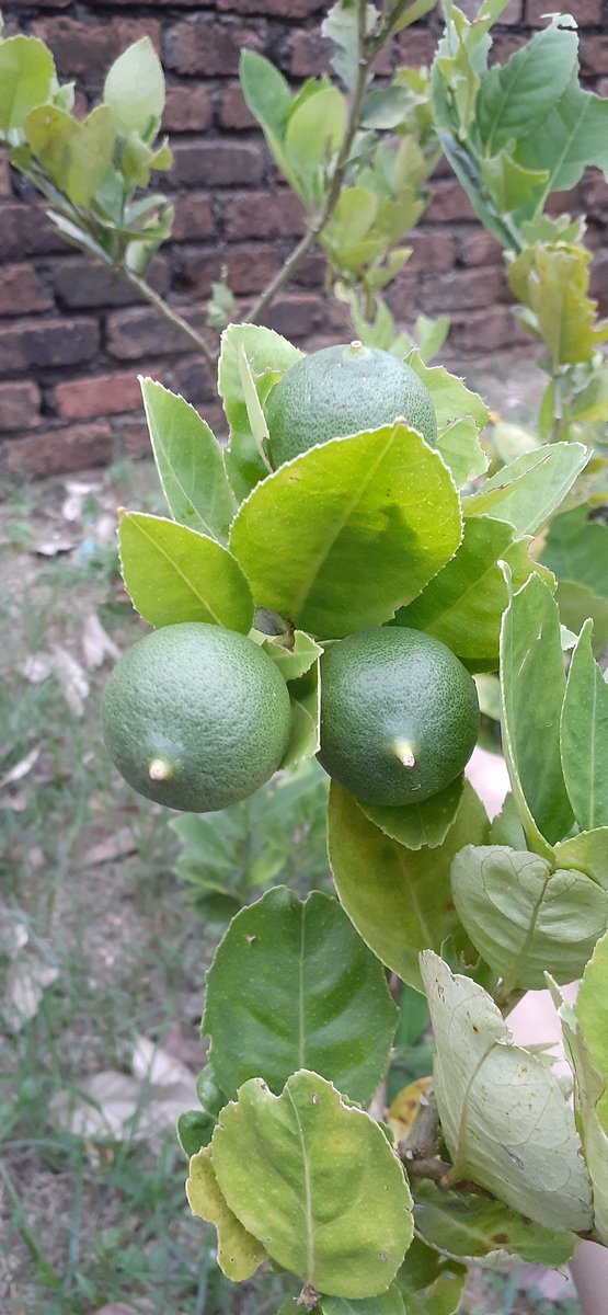 cikpah_'s tweet photo. Pokok lemon baru belajar berbuah #pokokupm https://t.co/kchi7Bsv6t