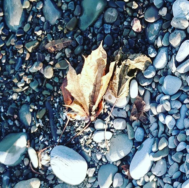 #mapleleaf #lakeontario ift.tt/37eNRhc