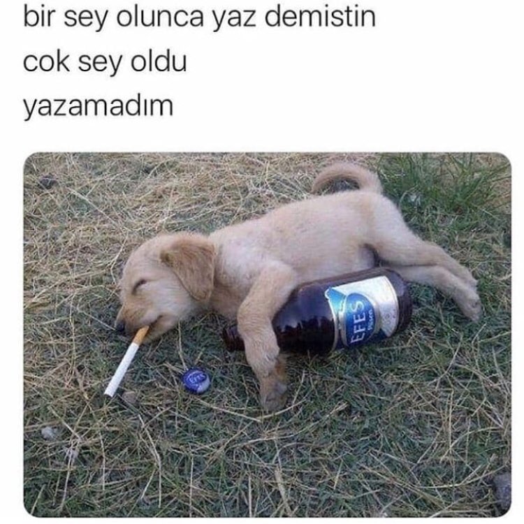 mahmutincem's tweet photo. https://t.co/dVyIXXSdve
