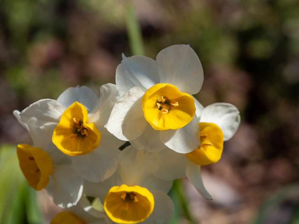 新鮮なナルシス 水仙 最高の花の画像