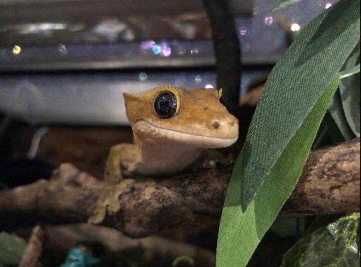 /. Sorry replies have been so delayed, forgive me and enjoy this picture of my lil gecko boi 🥺❤️