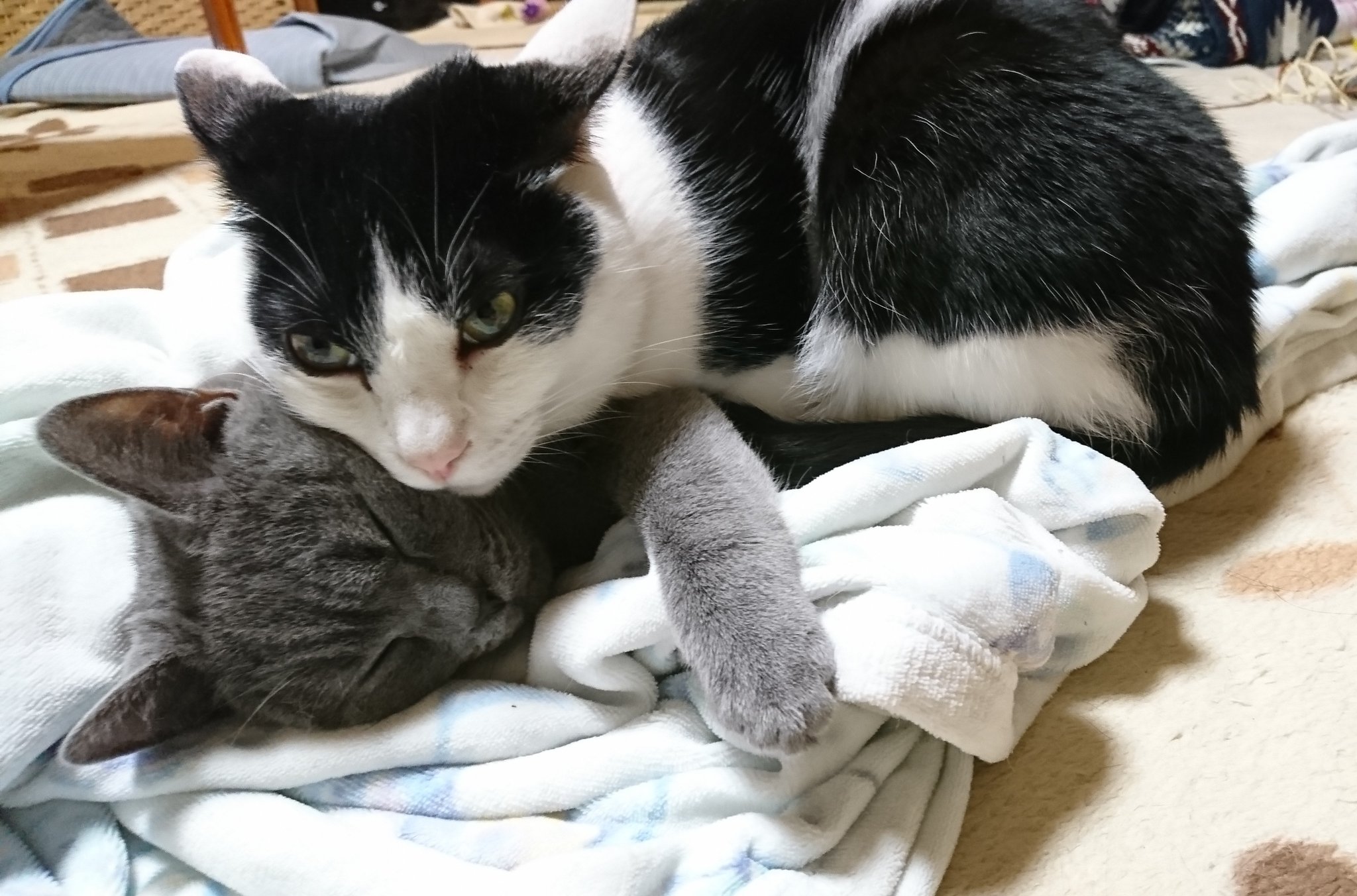 3737cats それ逆の方が良いと思うよ シャルトリュー 保護猫 白黒猫 黒白猫 ハチワレ 多頭飼い 猫のいる幸せ 猫のいる生活 猫好きさんと繋がりたい T Co Tdkrtctfoe Twitter