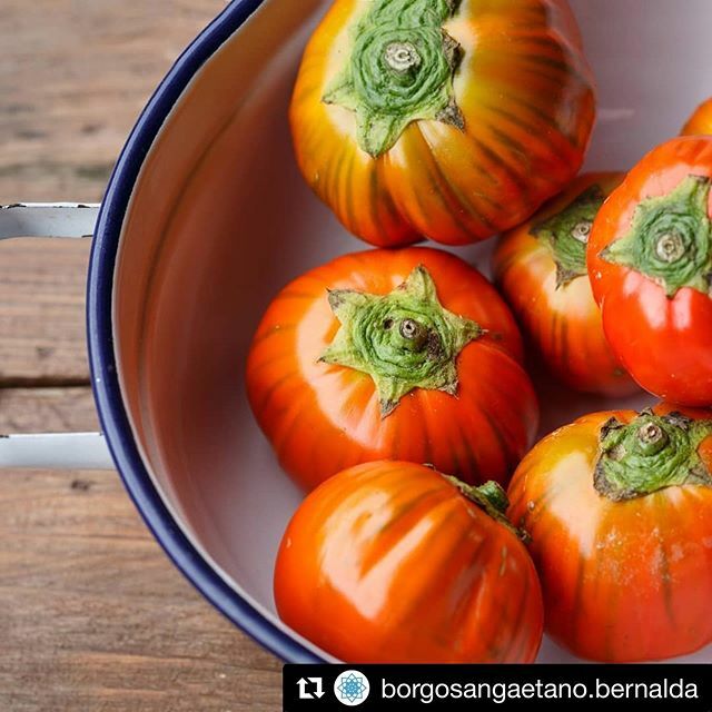 ComeToBas's tweet photo. #Repost @borgosangaetano.bernalda with @get_repost
・・・
Sembrano dei pomodori, vero?
Invece sono un prodotto buonissimo e tipico di una terra che fa della biodiversità il suo vanto: è la Melanzana Rossa di Rotonda (Pz) DOP.
Ha una forma tondeggiante simile ad un pomodoro, e p… https://t.co/RS4mRQpu7P