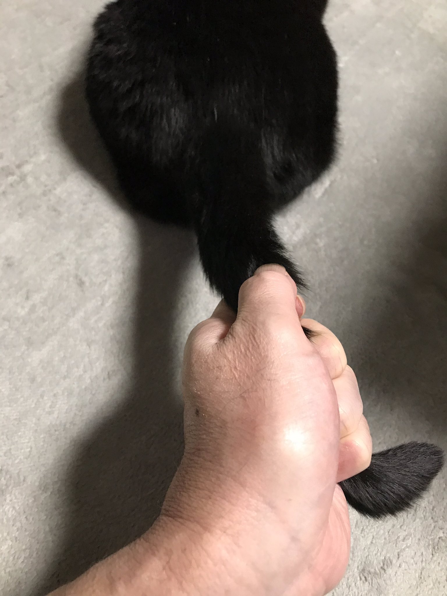 Okut 飼い猫のシッポ引っ張ったら取れちゃった夢を見た 怖い 猫 しっぽ Cat T Co 58mxm6yqfm Twitter