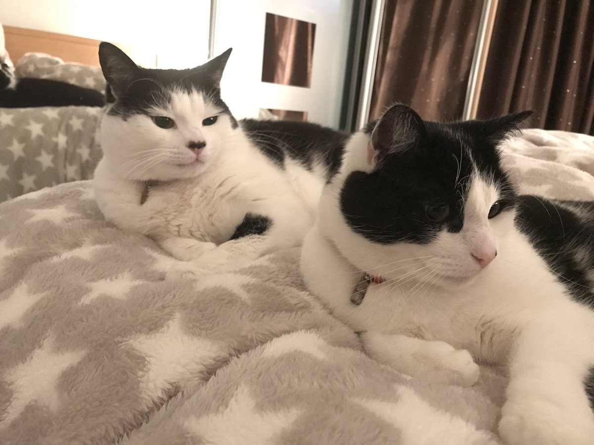 AlfieHumphrey6's tweet photo. Stay safe everyone!!! 💦🌊💨🌨🌬🌧
Hiding from Storm Ciara
#CatsOnTwitter #blowingagale #raininghard https://t.co/okPNM7Fw9I