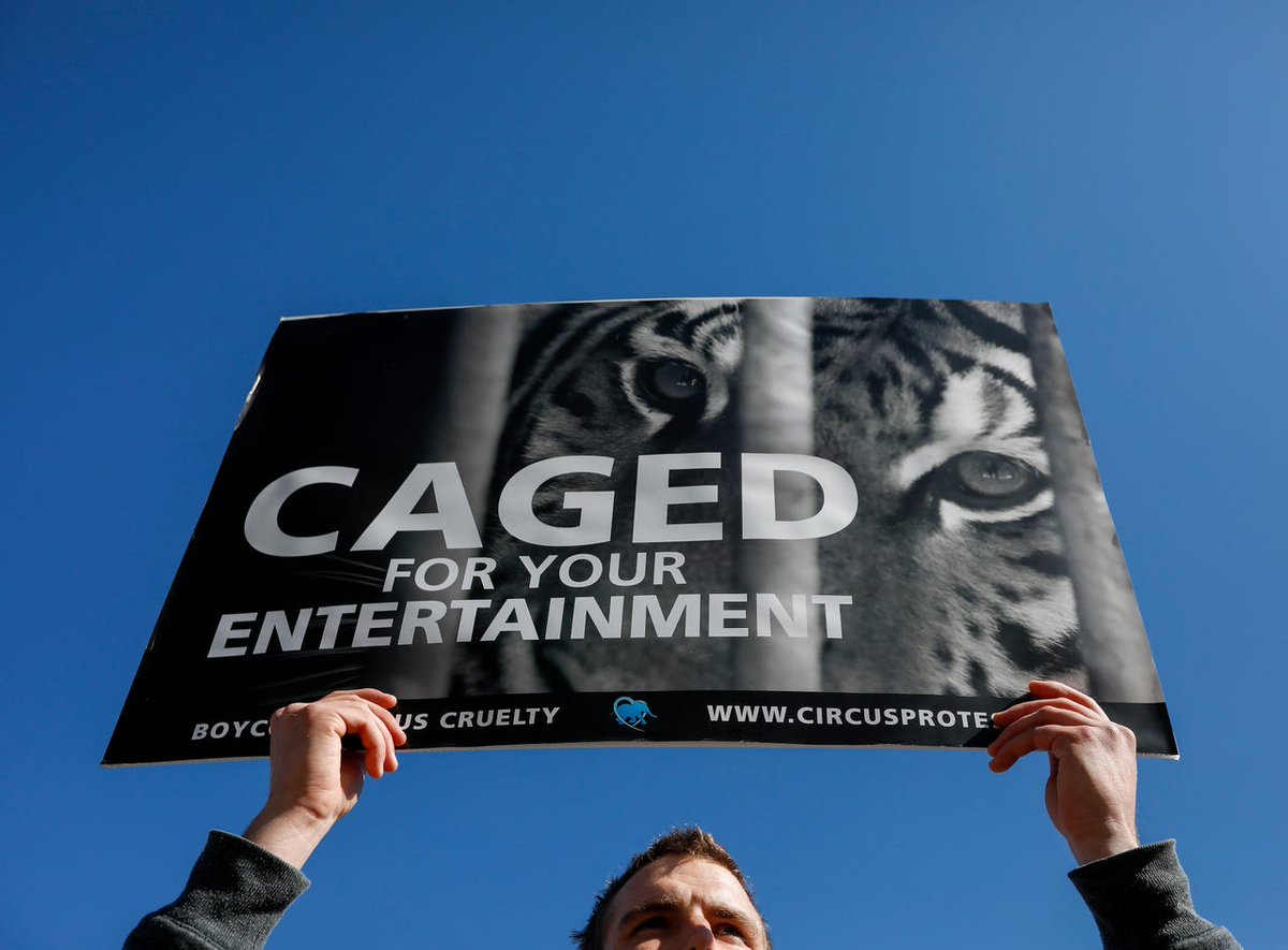 CircusProtest's tweet image. Epic protests happening outside the Carden #circus in #Springfield, MO this weekend! 🐘🐪🐅 We were happy to provide signs for this truly dedicated group of advocates. Join today&apos;s demo: bit.ly/3bou4iN #animallover