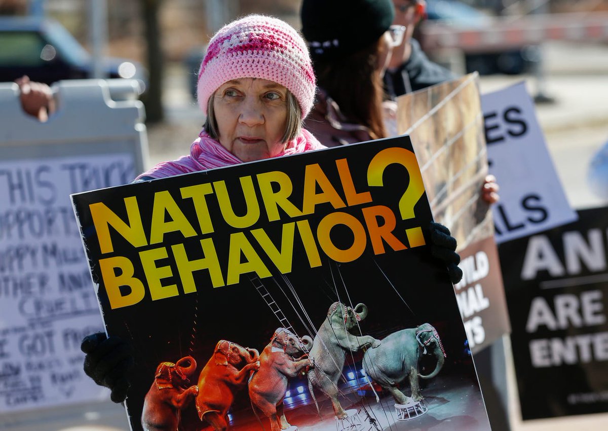 CircusProtest's tweet image. Epic protests happening outside the Carden #circus in #Springfield, MO this weekend! 🐘🐪🐅 We were happy to provide signs for this truly dedicated group of advocates. Join today&apos;s demo: bit.ly/3bou4iN #animallover
