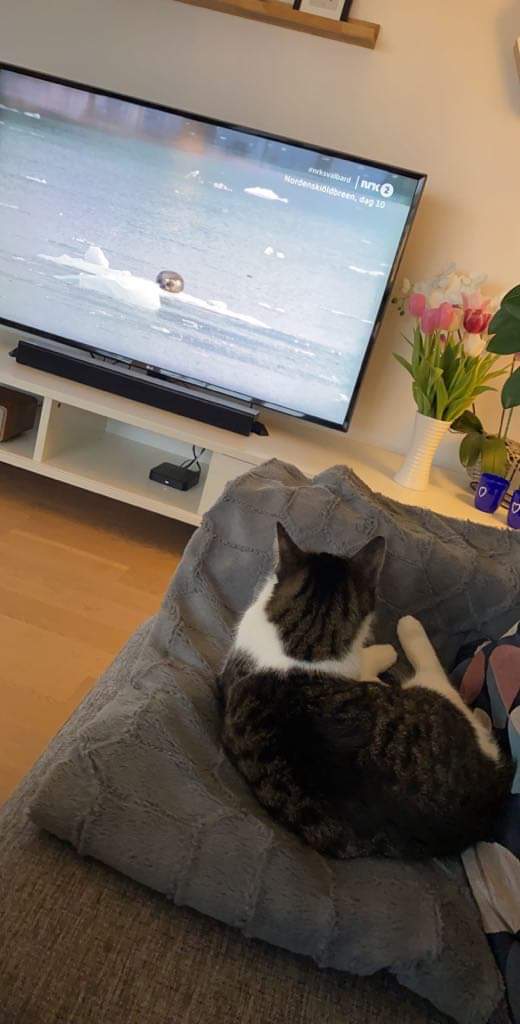 ulfeng's tweet photo. Tv for alle dette! 😊#nrksvalbard https://t.co/ZOe9vHNj7J