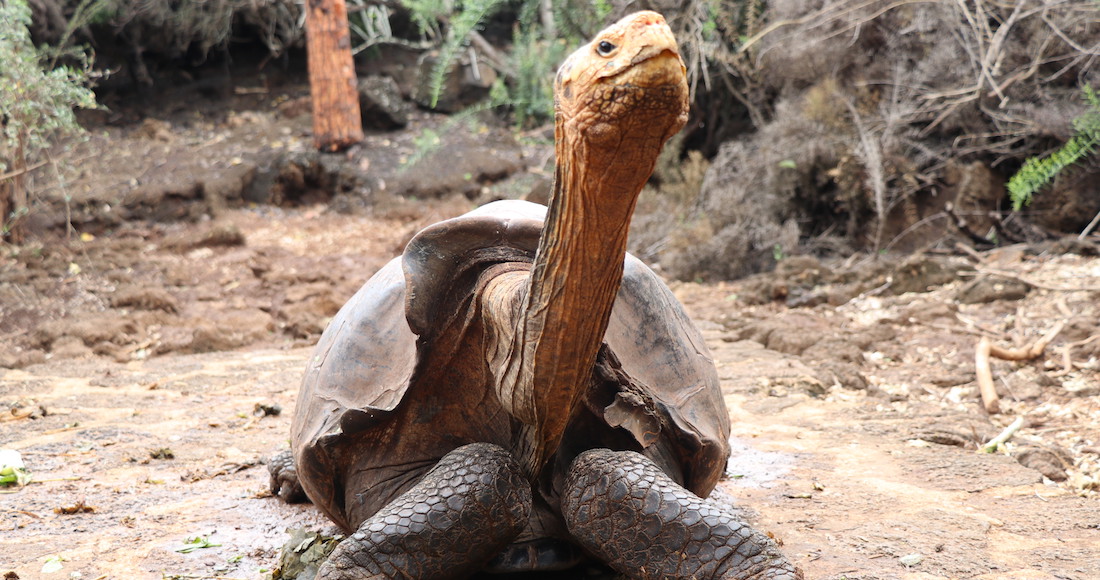 SinEmbargoMX's tweet photo. Diego, una tortuga gigante de 100 años, fecunda 800 crías y salva su especie; volverá a Galápagos
https://t.co/qYc3wMRAyK https://t.co/6GlwaCfFjq