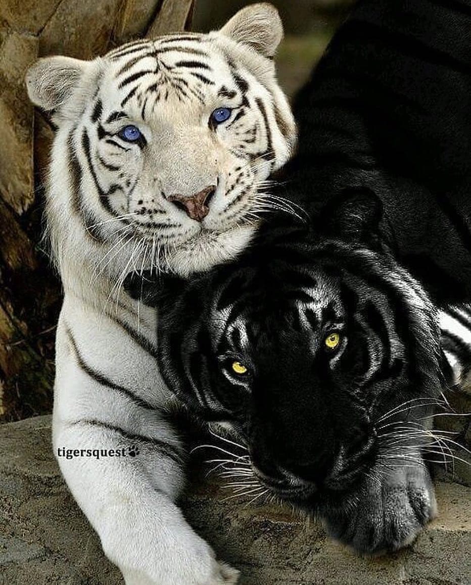 از مجموعه #عاشقانه های سیاه و سپید