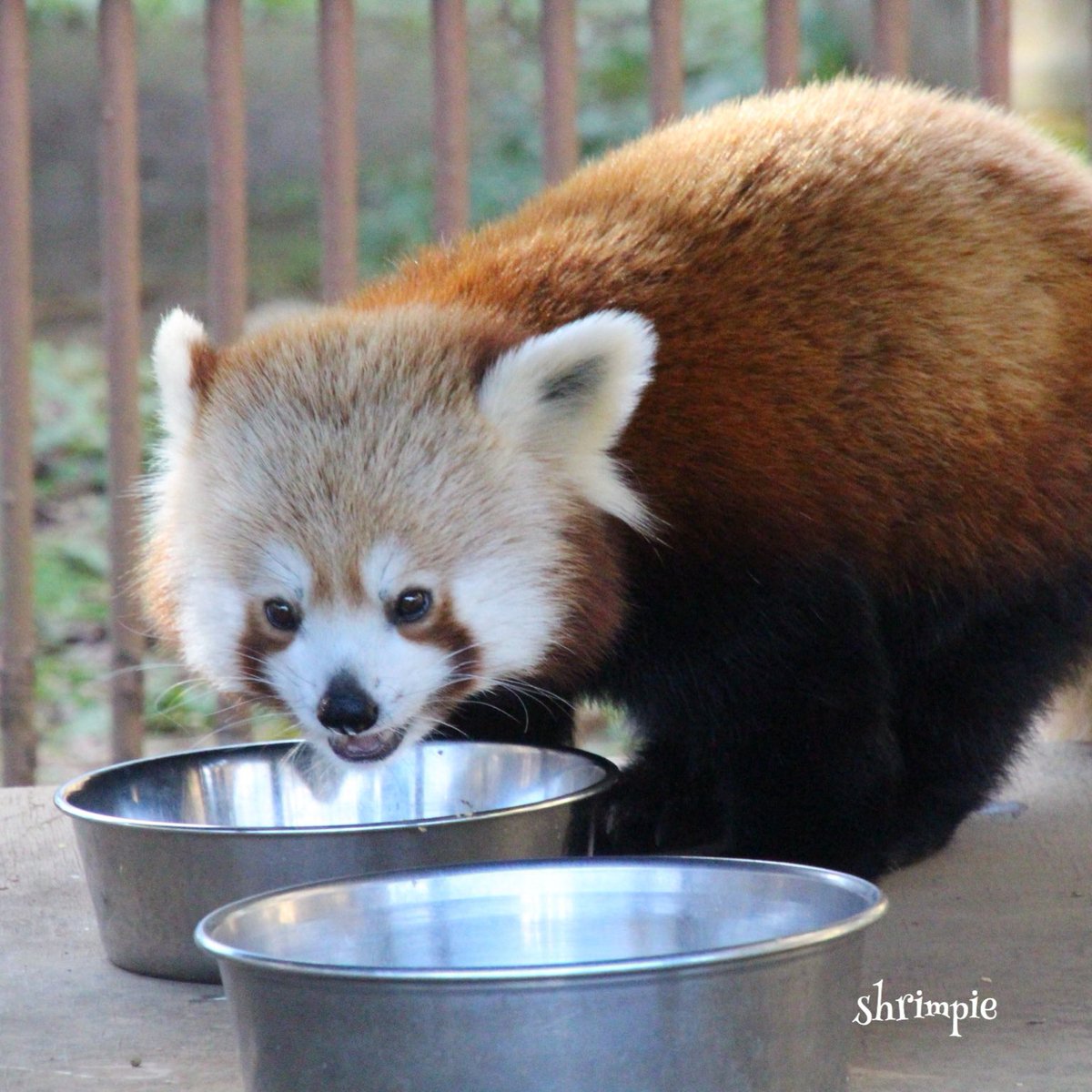 Shrimpie シュリンピー ニシレッサーパンダ 熱川バナナワニ園