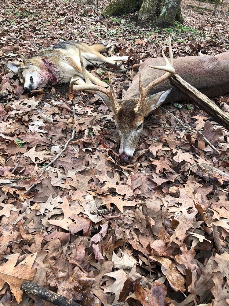 BucksMuck's tweet image. Wade from Alabama had a great day with this nice 7 point buck and yote to boot!! Congratulations!! Thanks for sharing @BucksMuck!
