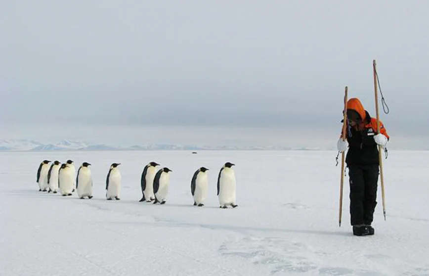 まさかそんな理由とはｗｗ。野生の皇帝ペンギンが人間の後を付いてくる理由が可愛い。