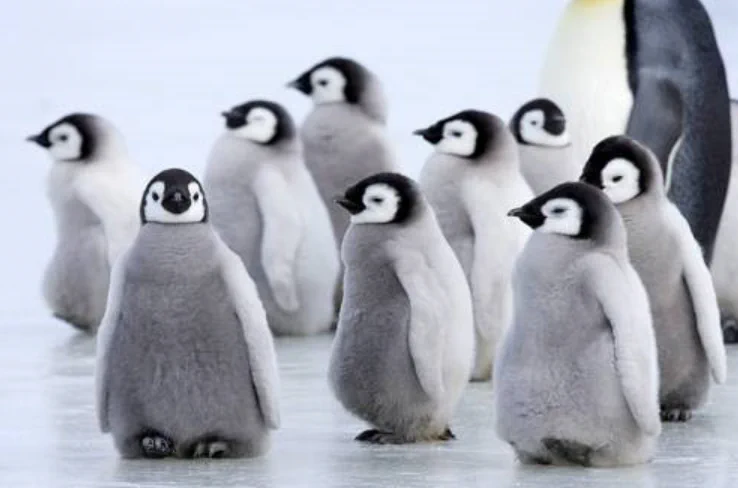 まさかそんな理由とはｗｗ。野生の皇帝ペンギンが人間の後を付いてくる理由が可愛い。