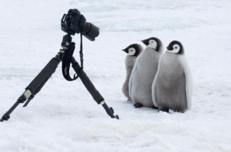 まさかそんな理由とは 野生の皇帝ペンギンが人間の後を付いてくる理由が可愛い 話題の画像プラス