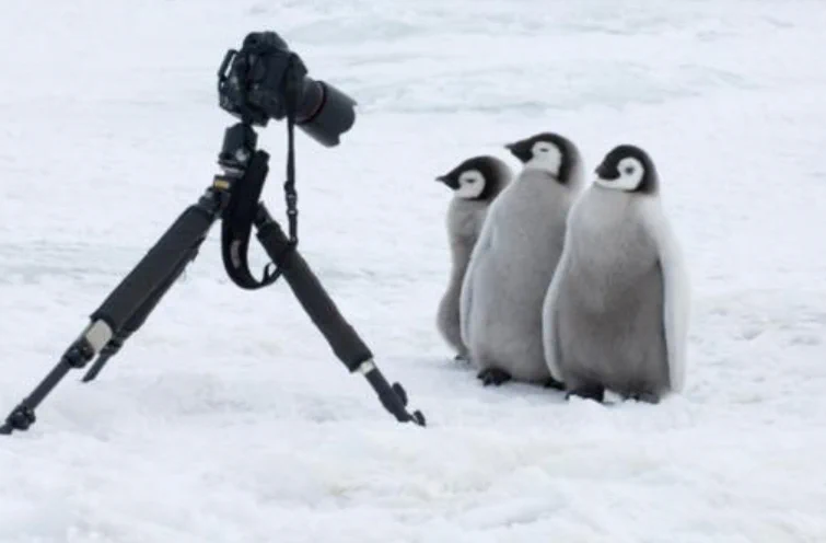 まさかそんな理由とはｗｗ。野生の皇帝ペンギンが人間の後を付いてくる理由が可愛い。