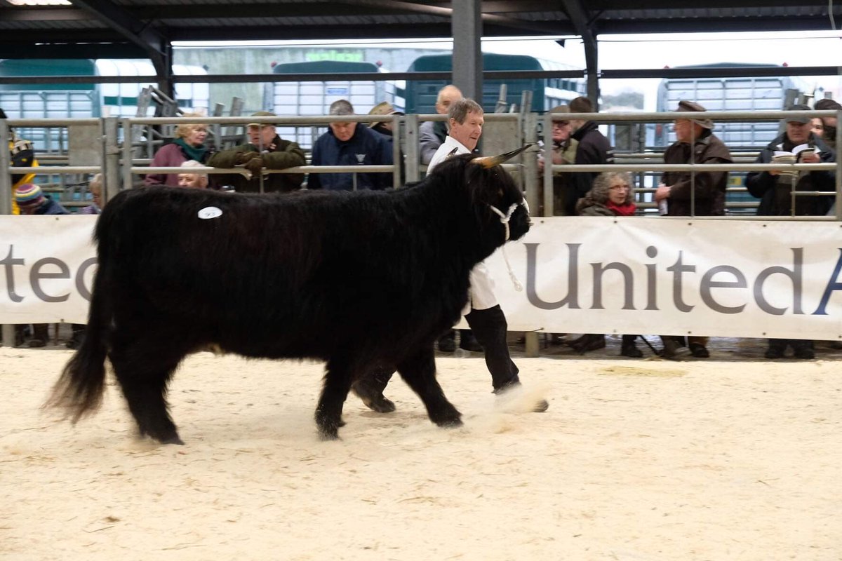 Section 7 - two year old heifers

Winner Class 13 - section 7

Best two year old heifer - Lot 93 - Caitin of Corntown
Mr Ron MacLean