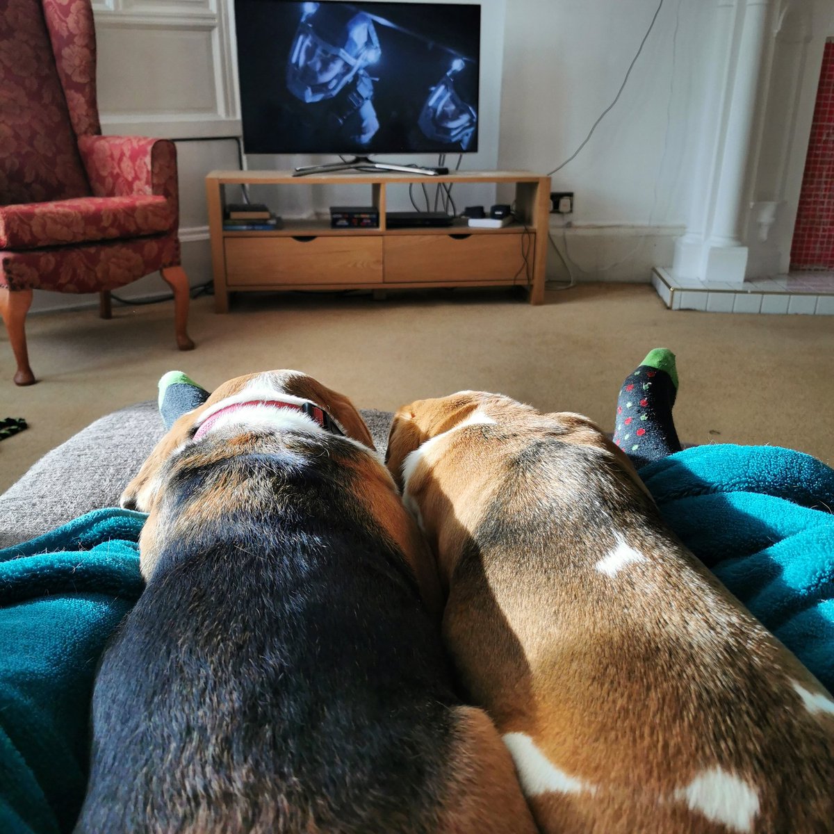 The #monsterpups have taken to snoozing in between my legs.

Not worth the ass cramp it causes. 

#beagle #beaglepuppy #beaglesofglasgow #houndsofglasgow #hounddog #dogsofglasgow #RescueDog #snoozles #familypack