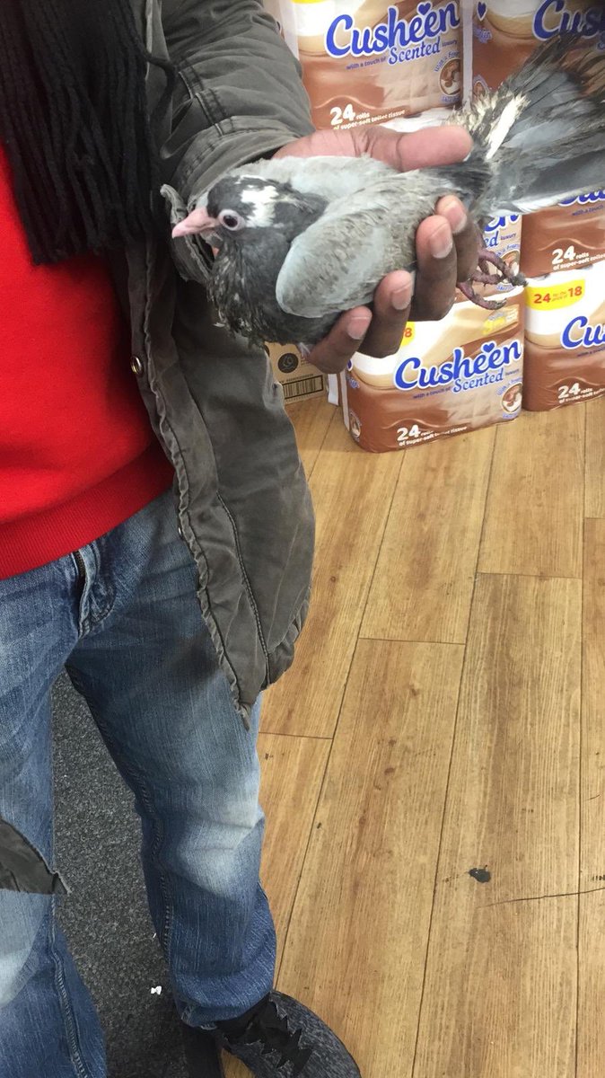 On Friday, we were called about a vulnerable #fledgling who had fallen from his nest onto a busy high street! It took three #LWP volunteers and two hours to find baby #pigeon Jacob! He was walking around next to a main road but luckily we got there in time! Isn’t he just so cute?