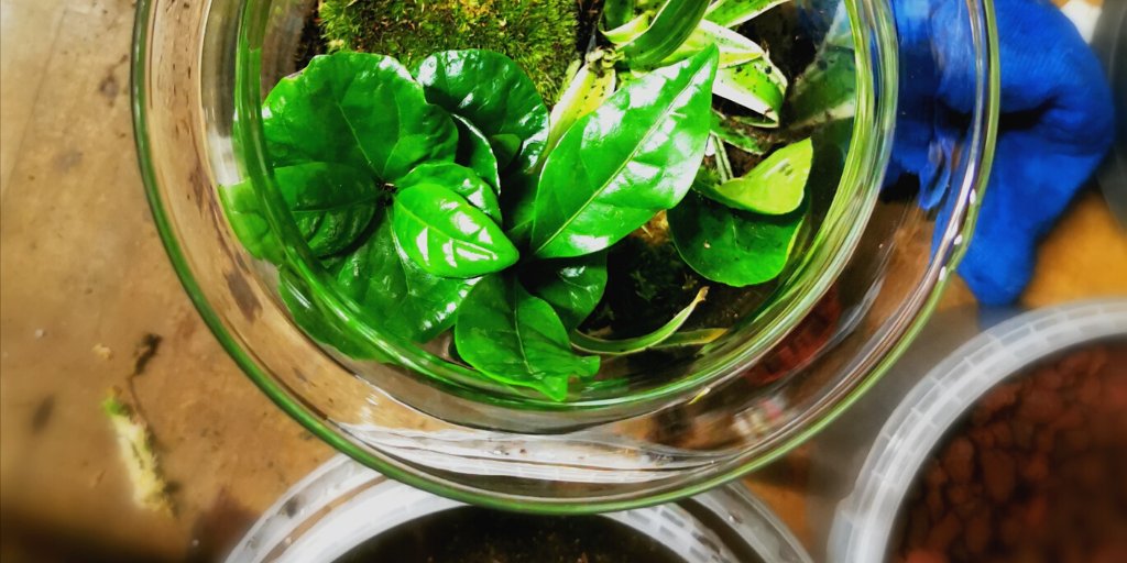 My_COManager's tweet photo. 🌿 My Terrarium 
En vrai, c'était hyper relaxant de trifouiller la terre (+ ou - délicatement pour certaines) et jubilatoire de repartir avec quelque chose qui ressemble vraiment à un #terrarium. Le + dur reste à venir : les garder en vie. 😅

#wecandoo #mycomanager #TeamBuilding https://t.co/Ik0Vn01MuH