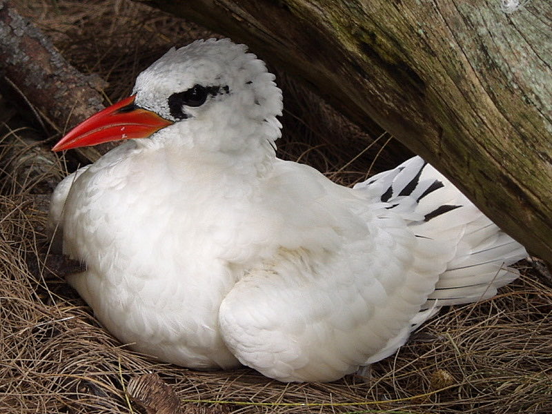 The most severe #storms to hit #Sydney #Australia in 22 years have also brought hundreds of unusual visitors in the form of tropical #seabirds such as the Sooty Tern and Tropicbird pictured here. If you are in Sydney keep a lookout for tired and battered seabirds seeking shelter