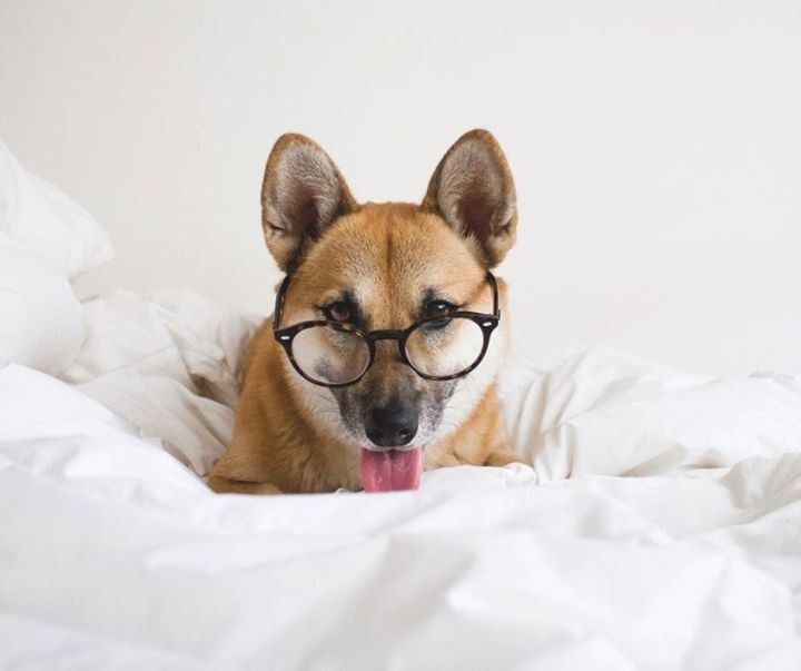 Gratuit Images Visiole Visiole Twitter le plus cool salutations
