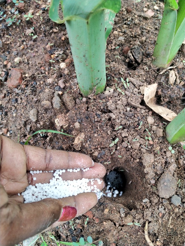 🌱