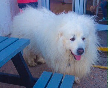 sanshui596's tweet photo. Windy in Worthing !
Storm Ciara.
#worthing #shorehambysea #brighton #sussex #westsussex #sussex #eastsussex #uk #UKSOPRO #pyreneanmountaindog #badhairday #sussexlife #mountains #sailing #hove #nyc #nsw #ferring #southcoast #london #stormciara #wind #dog #worthinglife #pyrenean https://t.co/phNtS1b7Z8