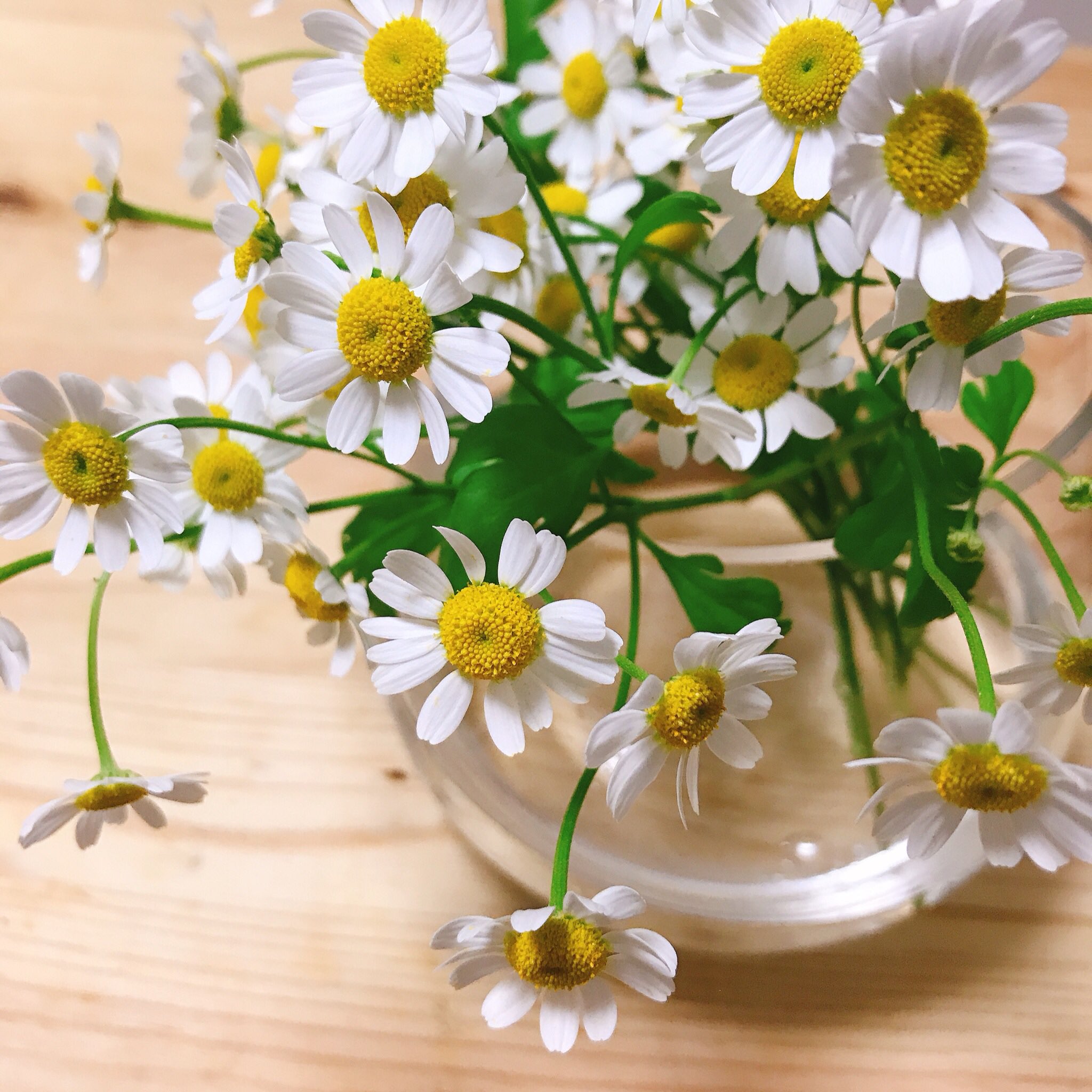 Twitter 上的 ごりばなな お花アカ マトリカリア シングルペグモ The花って見た目してる 3cmぐらいの小さめの花でまとめて活けるのが可愛い 一年中流通してて ナチュラル系小花代表って感じ お花仕事にしてる人の中でも好きな人多い なんだかんだこういう