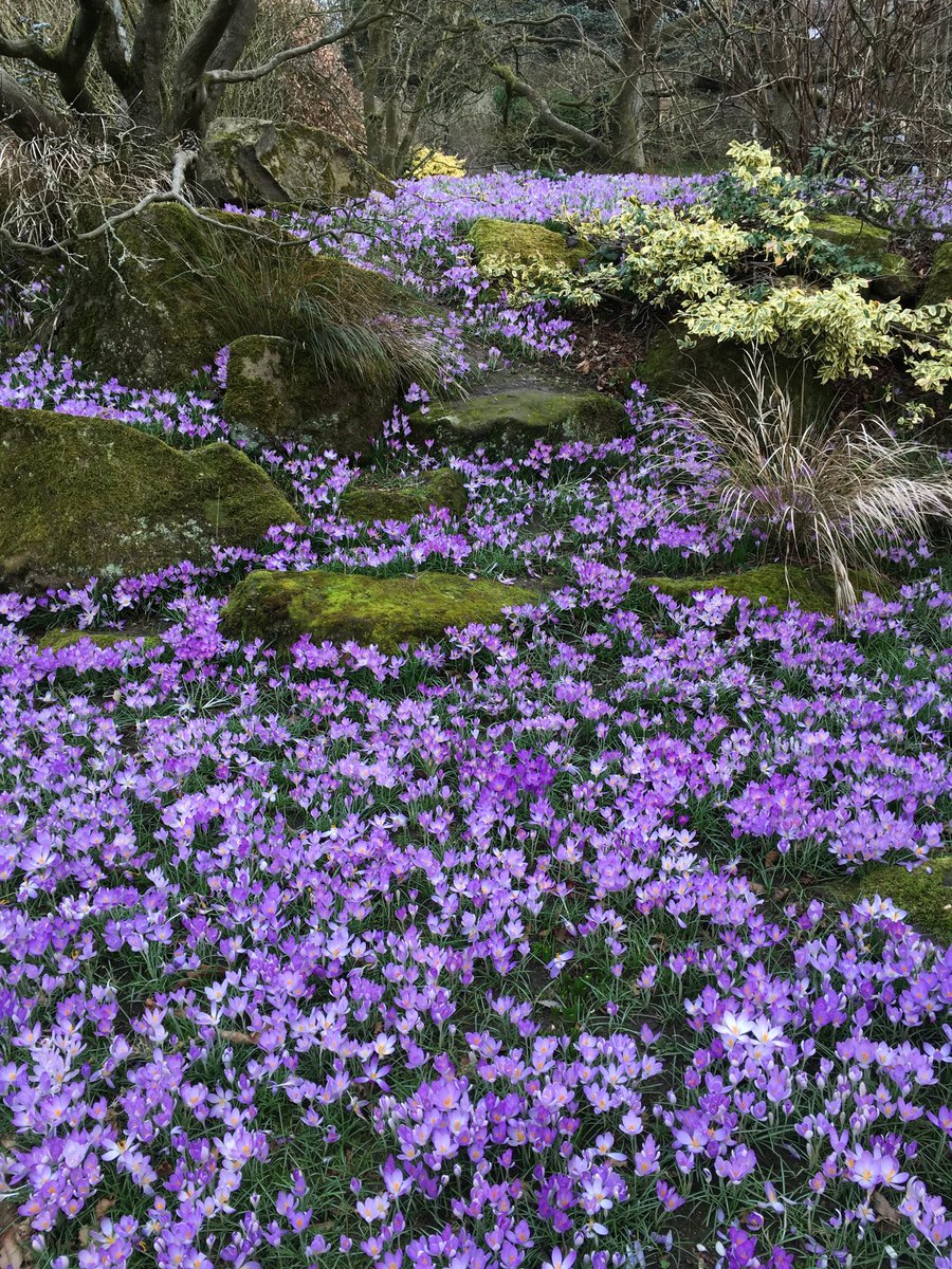 RT @kgimson: ⁦@davearadio⁩ highlighted Crocus Sunday at Leicester Botanic Garden- 23 Feb, 1st Mar on ⁦@BBCLeicester⁩ #sundaysupplement #gardening on the radio. Donations to mental health charity.