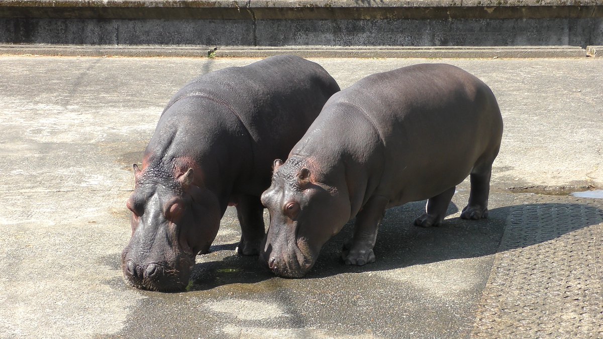 Snow カバの モモコ と ソラ 東武動物公園の ズー と マイ の子供が ソラ です 当時の記事では 嫁入り と書かれていましたが共にメスです この2頭は何をするのも一緒でとても仲良しでした 熊本市動植物園