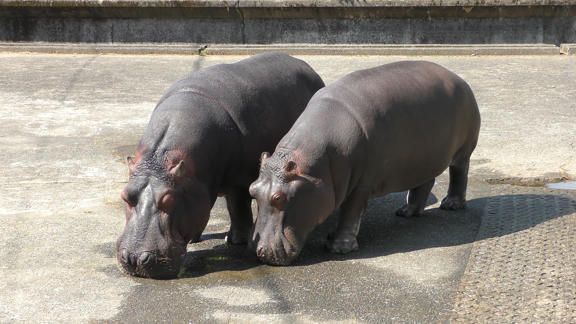 Snow در توییتر カバの モモコ と ソラ 東武動物公園の ズー と マイ の子供が ソラ です 当時の記事では 嫁入り と書かれていましたが共にメスです この2頭は何をするのも一緒でとても仲良しでした 熊本市動植物園 Snow در توییتر カバの モモコ と ソラ 東武動物公園の ズー と マイ の子供が ソラ です 当時の記事では 嫁入り と書かれていましたが共にメスです この2頭は何をするのも一緒でとても仲良しでした 熊本市動植物園