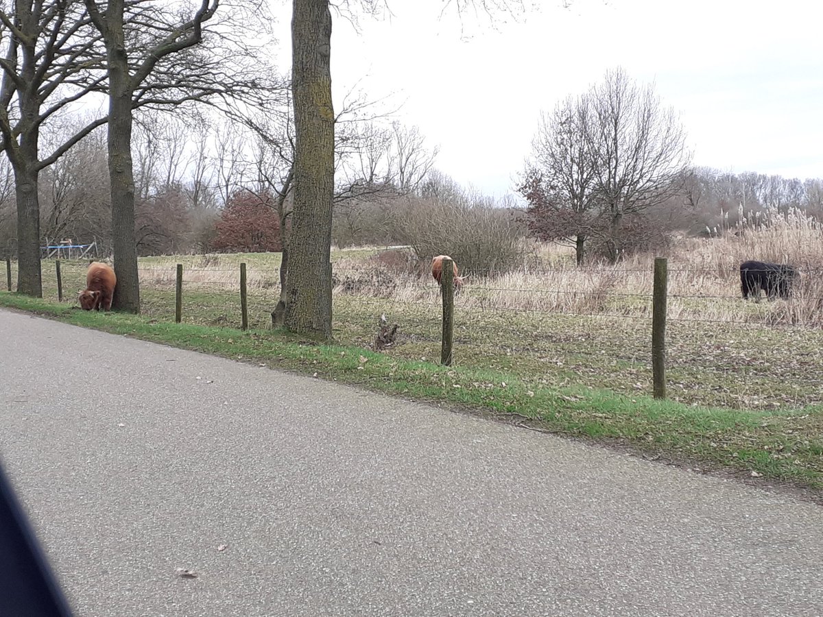philip2304's tweet photo. @Brab_Landschap; 1 rund loopt buiten de omheining langs de weg. Denk niet dat dit de bedoeling is https://t.co/Ha1ZmTLb6H
