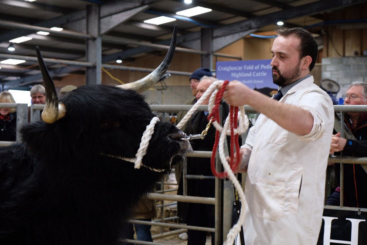 Female champion - Lot 66 - Diorbhail Dubh of Craigowmill 
Mr K W W and Mrs E M