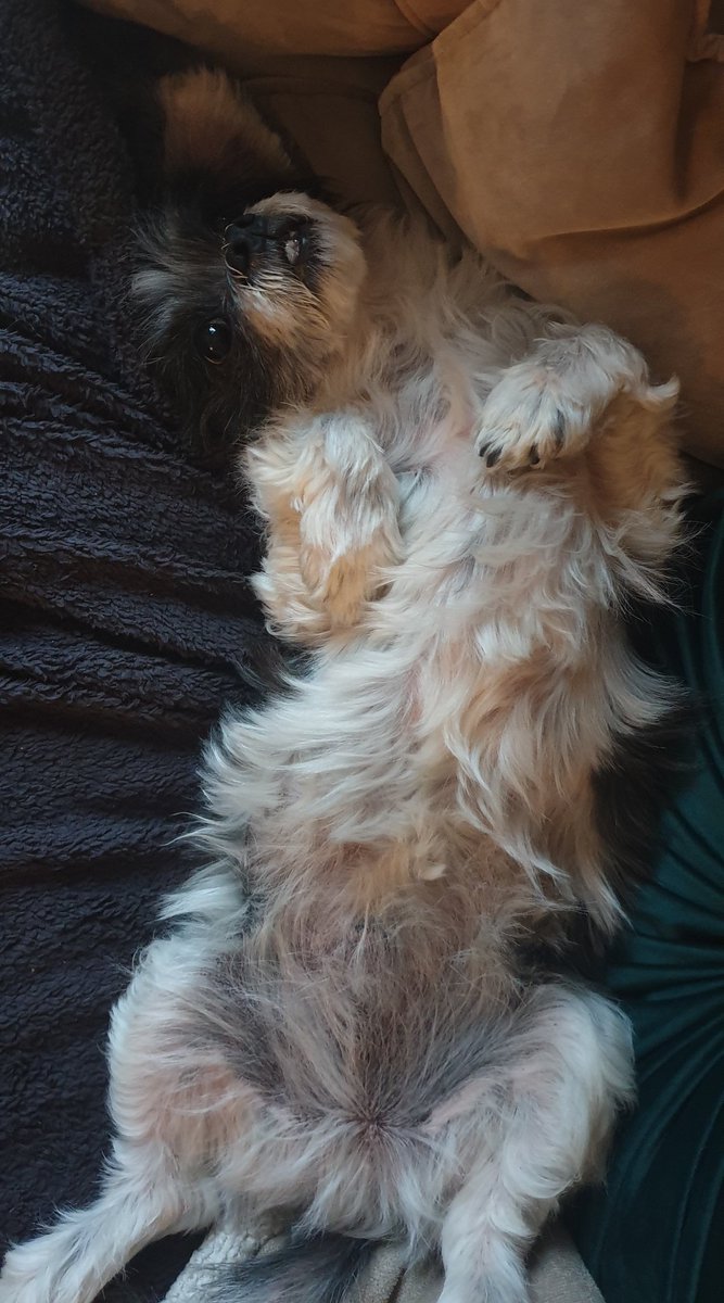 ericamedberg's tweet photo. @WeatherDog3 @rickygervais My darling little chubbster turns 12 on valentines and I would be lost without him. https://t.co/5yVIy6kHCi
