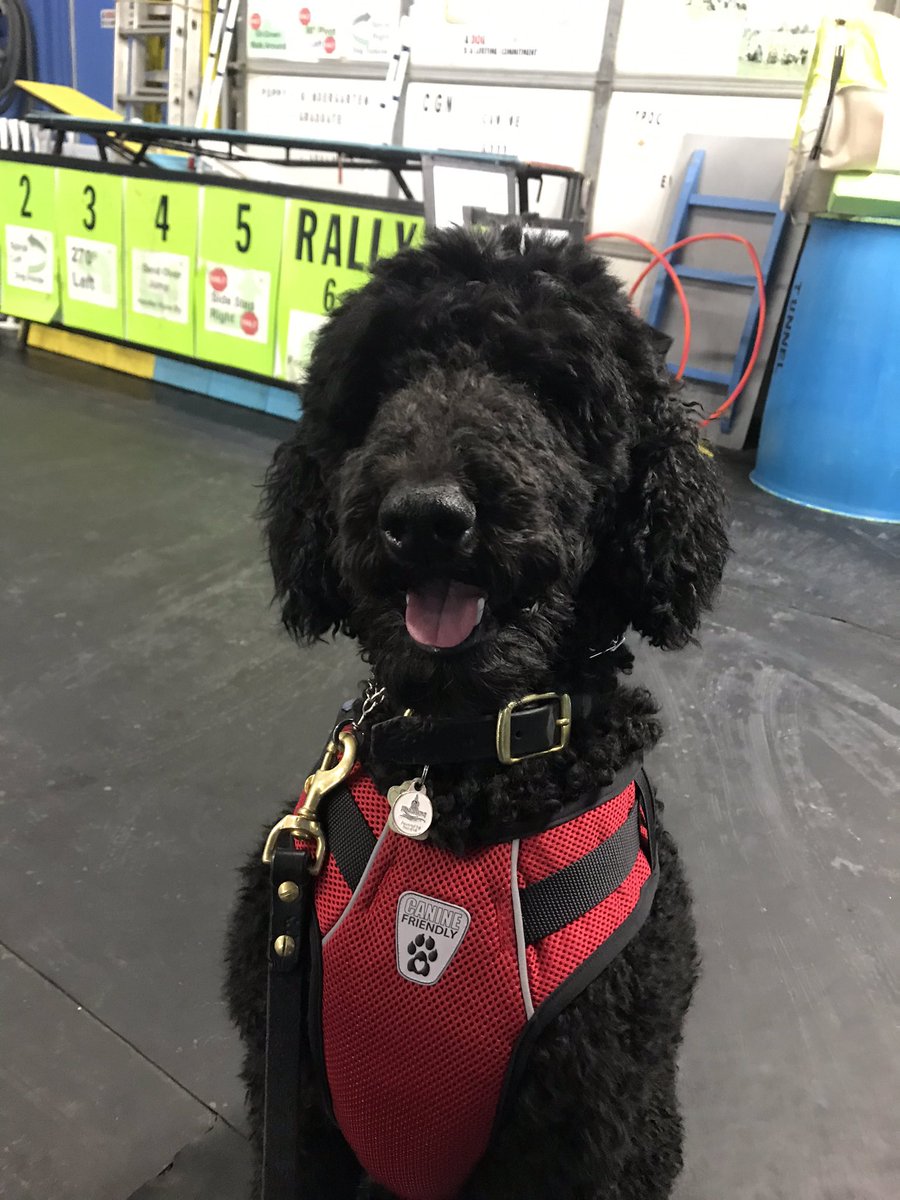 DrMeghanNorris's tweet image. Sunday Funday! #Hobbies #GoodBoy #ScentDetection #StandardPoodle