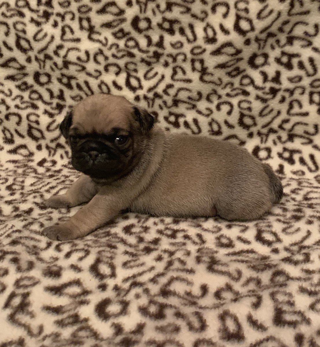 Dahna Hull tweet media