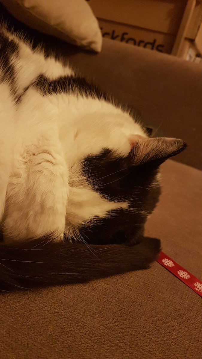 minnie_mog's tweet photo. #SleepySchnorb times for the Minnie. I's hopins yoo's all had a gwate weekendy fins! Nite nite ๐ฝ
#CatsOfTwitter, #NiteNite, #DojinACurl, #ISoCyoots https://t.co/q4iiaBaHXq