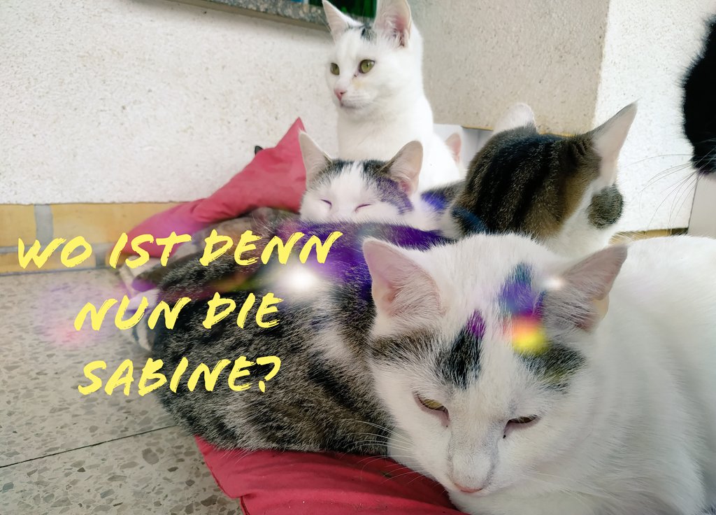 Guten Abend liebe Katzenfreunde 😊🌻

Ich hoffe ihr seid alle sicher Zuhause?!

Liebe Grüße Robert

#Katze #Sabina #Sturm #SturmtiefSabine #catlovers